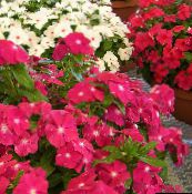 снимка Градински цветове Общата Зеленика, Пълзящи Мирта, Цветя На Смъртта, Vinca minor розов