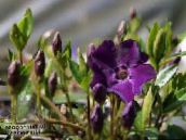 kuva Puutarhakukat Yhteinen Periwinkle, Hiipivä Myrtti, Kukka-Of-Kuolema, Vinca minor violetti