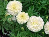 fotografija Vrtno Cvetje Ognjič, Tagetes bela