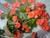 zdjęcie Ogrodowe Kwiaty Kiedykolwiek Kwitnienia Begonii, Begonia semperflorens cultorum pomarańczowy