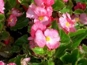 fotografie Zahradní květiny Voskové Begónie, Begonia semperflorens cultorum růžový
