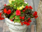 foto Trädgårdsblommor Vax Begonia, Tuberös Begonia, Begonia tuberhybrida röd