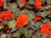 foto Vrtne Cvjetovi Vosak Begonija, Gomoljasto Begonija, Begonia tuberhybrida narančasta
