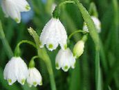 fotografie Záhradné kvety Bledule Jarnej, St. Kvetina Agnes ', Leucojum biely