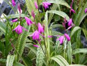 снимка Градински цветове Приземния Орхидея, Раираната Блетила, Bletilla розов