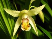 fotografie Záhradné kvety Pozemné Orchidea, Pruhované Bletilla žltá