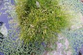bilde Hage Blomster Spikerush, Eleocharis grønn
