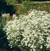 foto Flores do Jardim Aster De Bolton, Margarida De Boneca Branca, Aster Falso, Falso Camomila, Boltonia asteroides branco