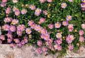 pink Swan River daisy