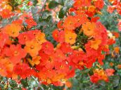 oranžna Bush Vijolična, Safir Cvet