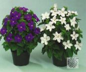 foto  Bush Violet, Safir Blomst, Browallia hvid
