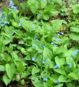 fotografija Vrtno Cvetje False Forget-Me-Not, Brunnera macrophylla svetlo modra
