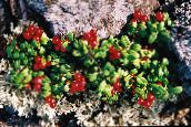 Tyttebær, Mountain Tranebær, Tyttebær, Foxberry