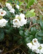 foto Dārza Ziedi Brūkleņu, Kalnu Dzērveņu, Foxberry, Vaccinium vitis-idaea balts