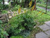 φωτογραφία Λουλούδια κήπου Πλατύφυλλος Ligularia, Εργοστάσιο Λεοπάρδαλη, Χρυσή Groundsel κίτρινος