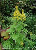 foto I fiori da giardino Bigleaf Ligularia, Pianta Leopardo, Groundsel D'oro giallo