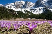 foto Have Blomster Foråret Eng Safran, Bulbocodium vernum lilla
