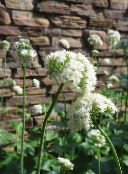 photo les fleurs du jardin Valériane, Jardin Héliotrope, Valeriana officinalis blanc