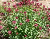 foto I fiori da giardino La Barba Di Giove, Chiavi Del Paradiso, Valeriana Rossa, Centranthus ruber rosso
