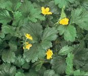 fotografie Záhradné kvety Neplodná Jahoda, Waldsteinia ternata. žltá