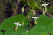 фото Садовые цветы Ванкуверия, Vancouveria hexandra белый