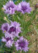 fotoğraf Bahçe çiçekleri Knapweed, Yıldız Devedikeni, Peygamberçiçeği, Centaurea leylak