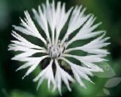 фото Садові Квіти Волошка Однорічний, Centaurea білий