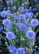foto I fiori da giardino Knapweed, Cardo Stella, Fiordaliso, Centaurea azzurro