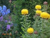 Hardhead Giallo, Bighead Knapweed, Knapweed Gigante, Basketflower Armeno, Centaurea Fluff Limone