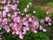 foto I fiori da giardino Rue Prato, Thalictrum rosa