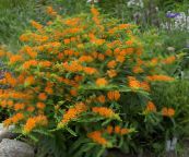 foto Flores de jardín Butterflyweed, Asclepias tuberosa naranja