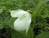 photo les fleurs du jardin Lady Slipper Orchid, Cypripedium ventricosum blanc