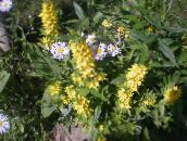 photo les fleurs du jardin Lysimaque, Lysimachia punctata jaune