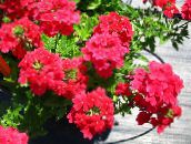 fotografie Záhradné kvety Verbeny, Verbena červená