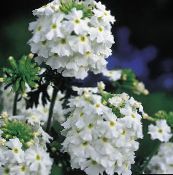 foto I fiori da giardino Verbena bianco