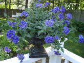 fotografie Zahradní květiny Verbeny, Verbena modrý