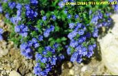 foto Flores de jardín Brooklime, Veronica azul