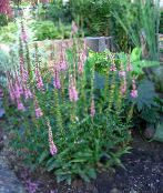 photo Garden Flowers Longleaf Speedwell, Veronica longifolia pink