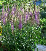 kuva Puutarhakukat Longleaf Speedwell, Veronica longifolia violetti