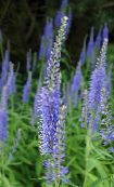 fotografie Zahradní květiny Longleaf Rozrazil, Veronica longifolia světle modrá