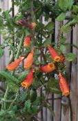 foto Aed Lilled Tšiili Hiilguses Õie, Eccremocarpus scaber oranž