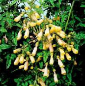 фото Садовые цветы Вислоплодник, Eccremocarpus scaber желтый