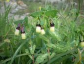žlutý Honeywort, Modrý Skrček Rostlina, Modři Vosk Květ