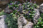 foto Flores de jardín Wulfenia púrpura
