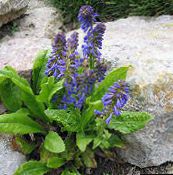 foto Vrtne Cvjetovi Wulfenia plava