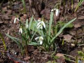 bilde Hage Blomster Snowdrop, Galanthus hvit