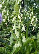 fotografie Zahradní květiny Berg Lilie, Letní Hyacint, Mys Hyacint, Galtonia bílá