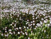 фото Садовые цветы Гариманелла, Harrimanella белый