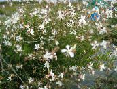 снимка Градински цветове Гаура, Gaura бял