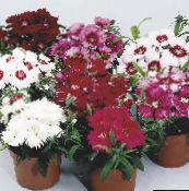 foto Aed Lilled Dianthus, Hiina Autode Peale, Dianthus chinensis valge